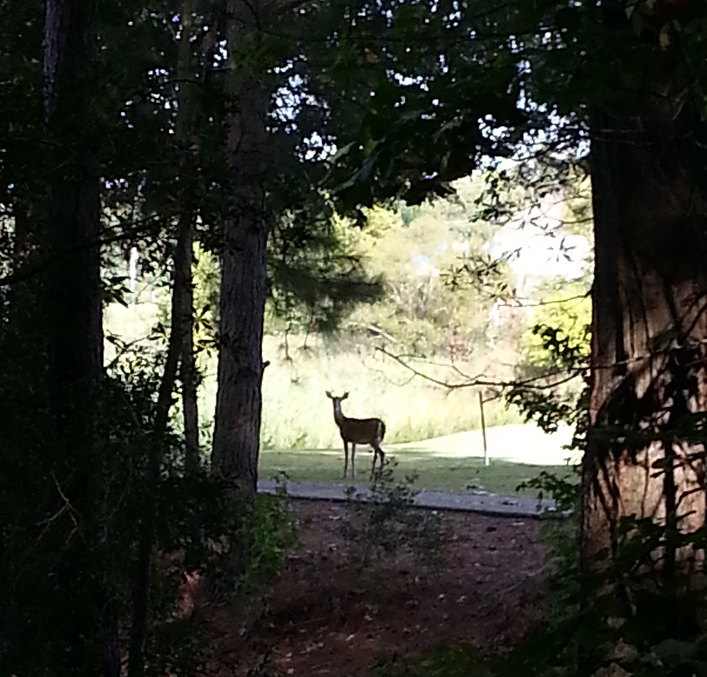 HRCOA Neighboring Deer